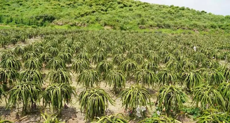 下,位於融水苗族自治縣融水鎮三合村黎鄧屯的火龍果基地迎來了成熟期