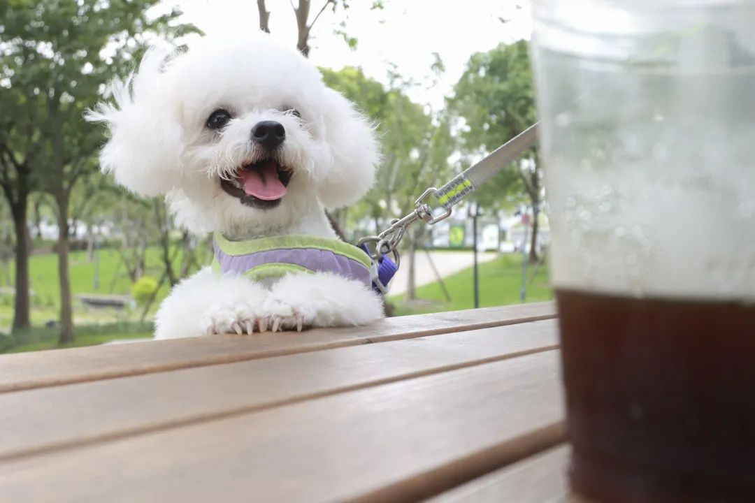 带上狗狗喝咖啡你一杯卡布奇诺它一杯爪布奇诺