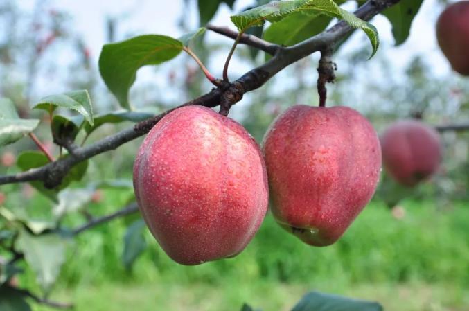 武邑建成全国规模最大的单品红梨生产基地