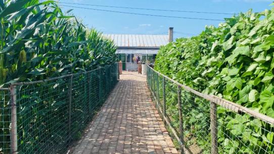 哈尔滨市妇联巾帼生态小菜园创建工作纪实十四丨双城区妇联全力打造