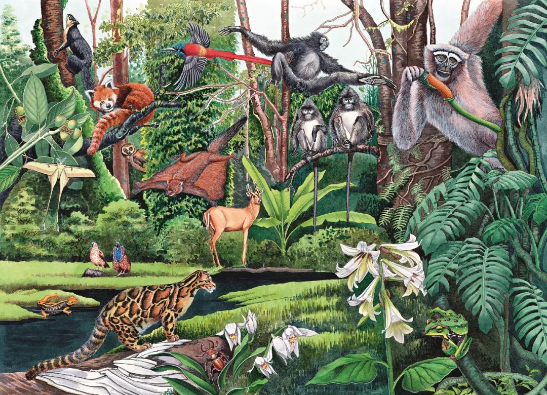 高黎贡山常绿阔叶林里的天行长臂猿.田震琼 手绘