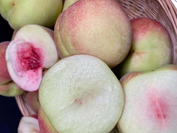 大又甜潍坊这里的桃子熟了约起来采摘路线快收好