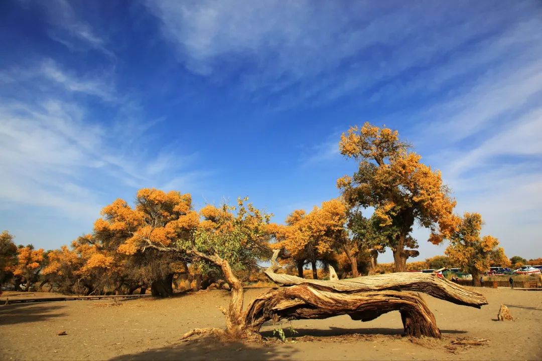 额济纳丨梦中的诗与远方