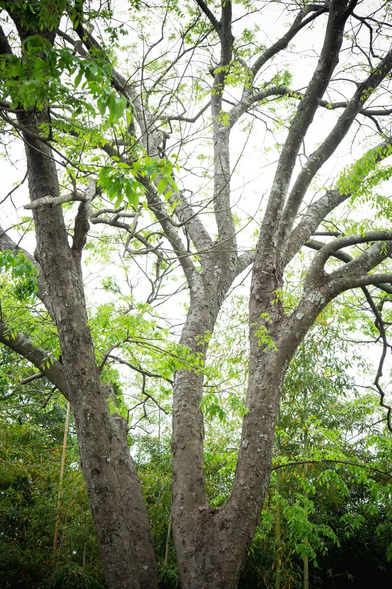 野生榉树大树图片图片