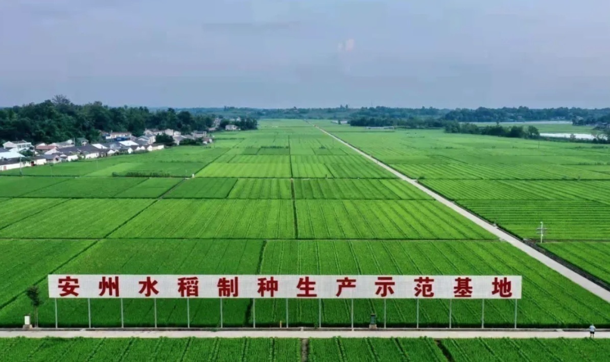 擦亮川种金字招牌 勇担粮食安全使命