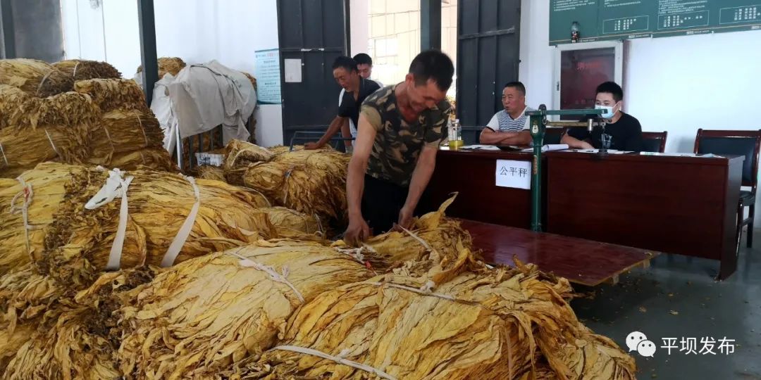 【奋斗百年路 启航新征程】平坝：烤烟种植成为群众增收致富“黄金叶”