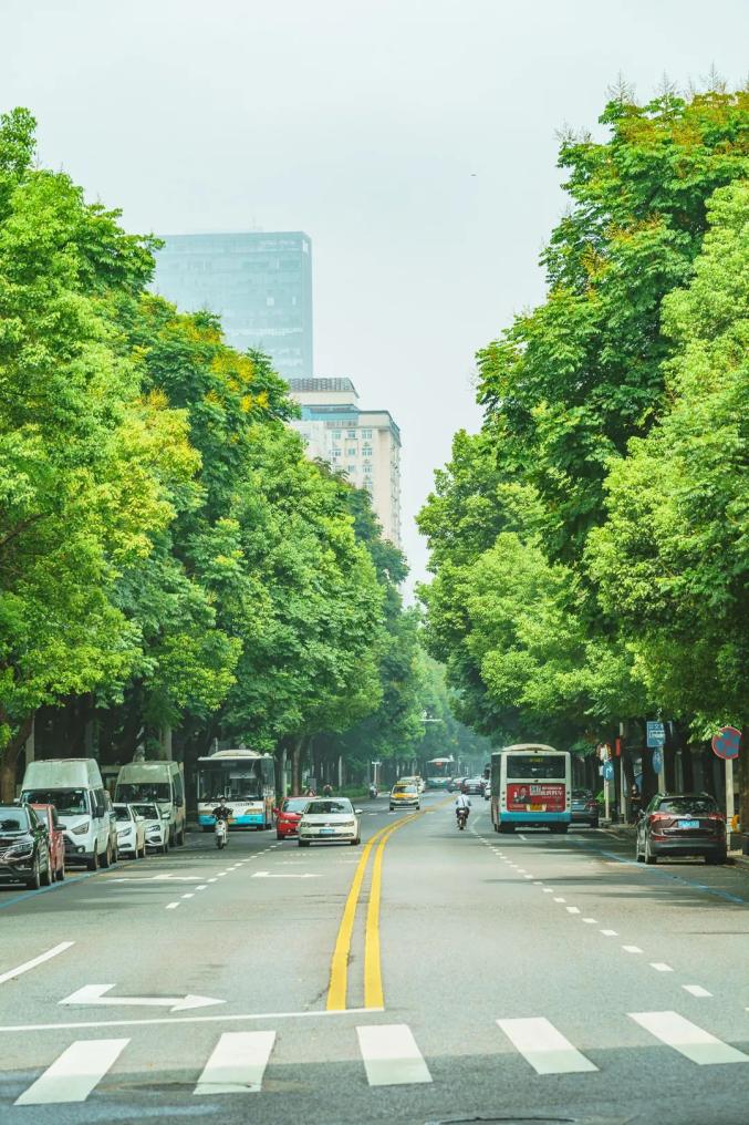 第二批最美林荫路出炉一图带你穿越武汉这些最美林荫路