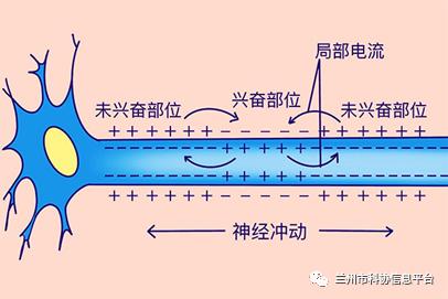 科普我們的身體為什麼能動由它們決定