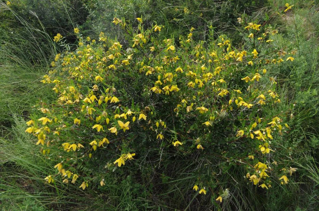 盛花期的灌木铁线莲植株   刘冰