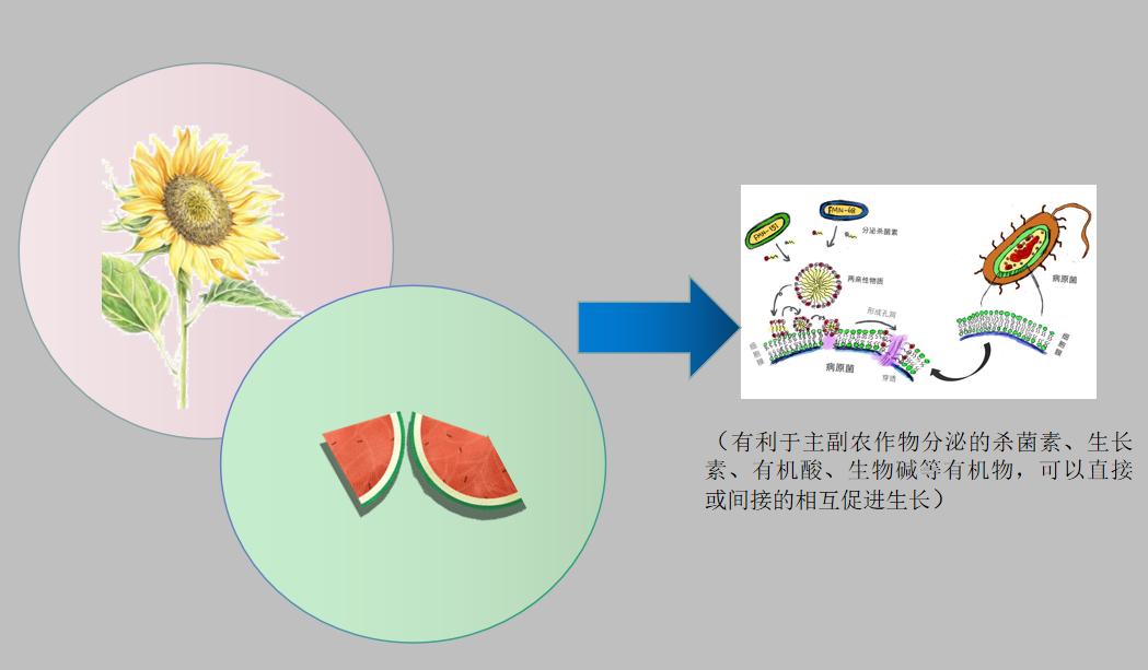 油葵卡通图片