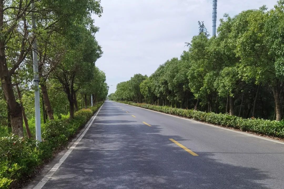宽度8米,2019年通过中修,完成了白改黑的路面改造,同时道路两侧绿化也