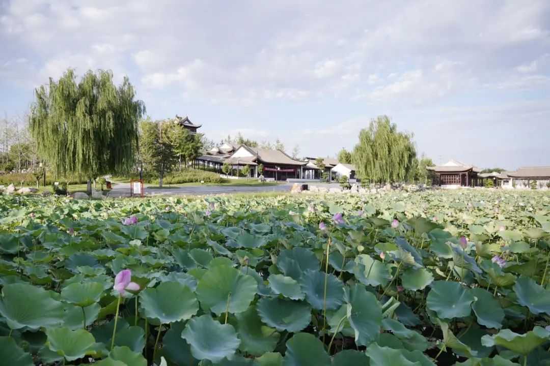 【冀在心上的小幸福】初秋的藁城区兴华公园更有韵味