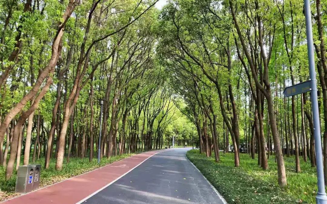 周末消暑好去处来环城绿带走走