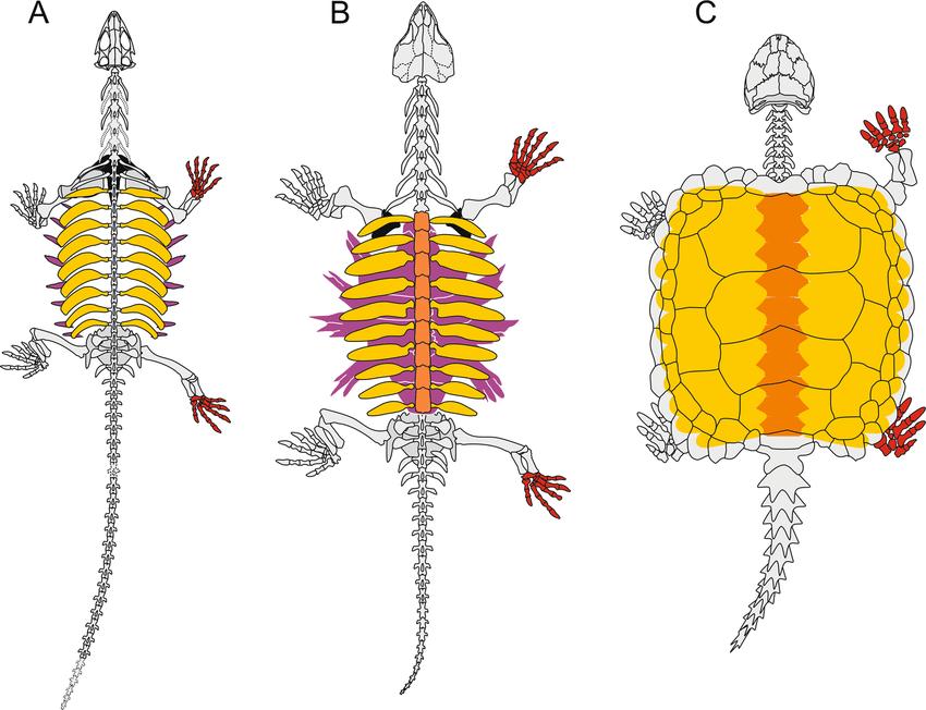 scientific reports (2019)从笨重到轻盈需要注意的是,古巨龟的背