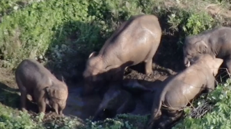 同象行 | 大象为什么喜欢洗澡？