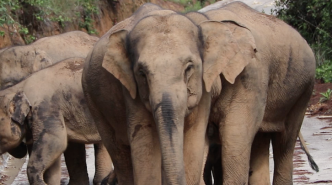 同象行 | 亚洲象和非洲象的区别是什么？