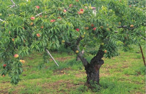 公安英模云报告王培东我刚出生时父亲在堂屋前种下一棵桃树