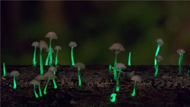 还记得《阿凡达》里的发光植物吗?现实中就有!