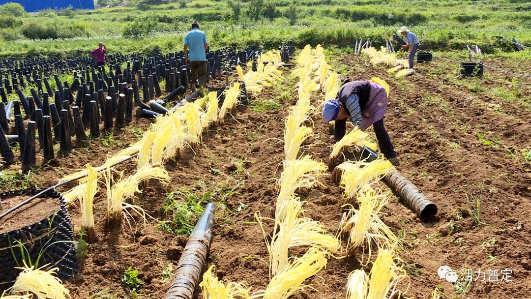 栽种,一年能收割2-3茬韭黄,目前,韭黄种植已成为白岩镇的特色产业之一