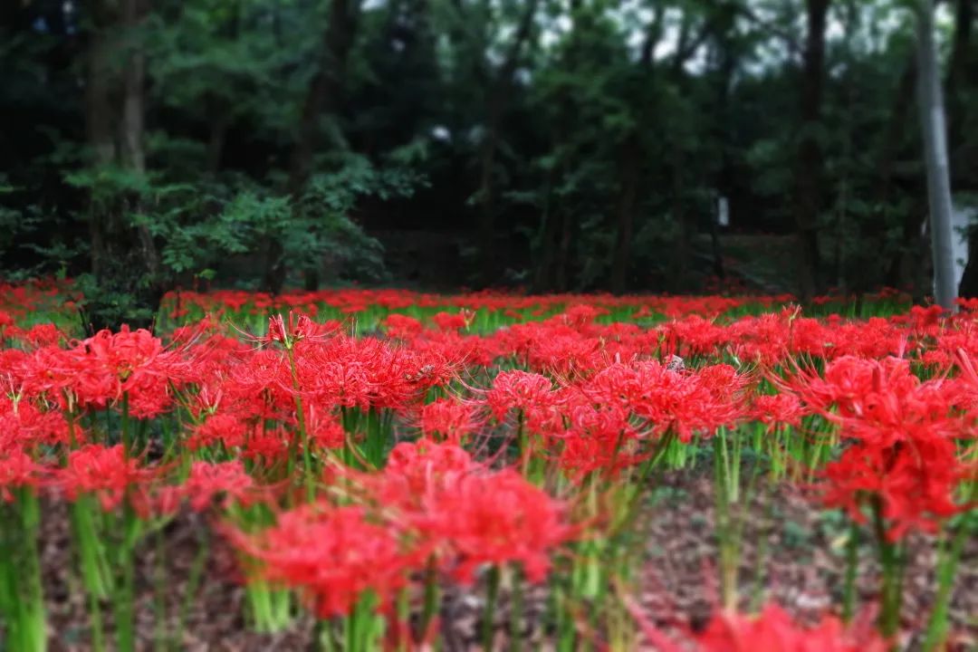 最佳观赏期一周,采石矶内彼岸花蓦然绽放!