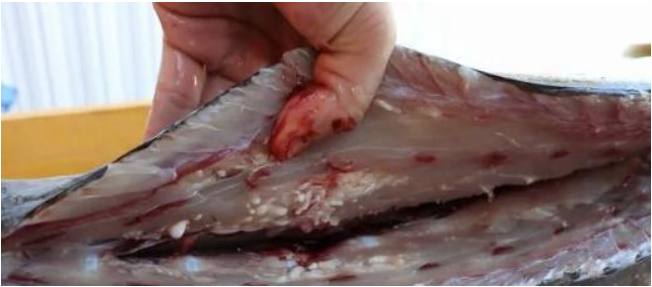 被生腌海鲜馋的流口水,看到寄生虫瞬间下头了