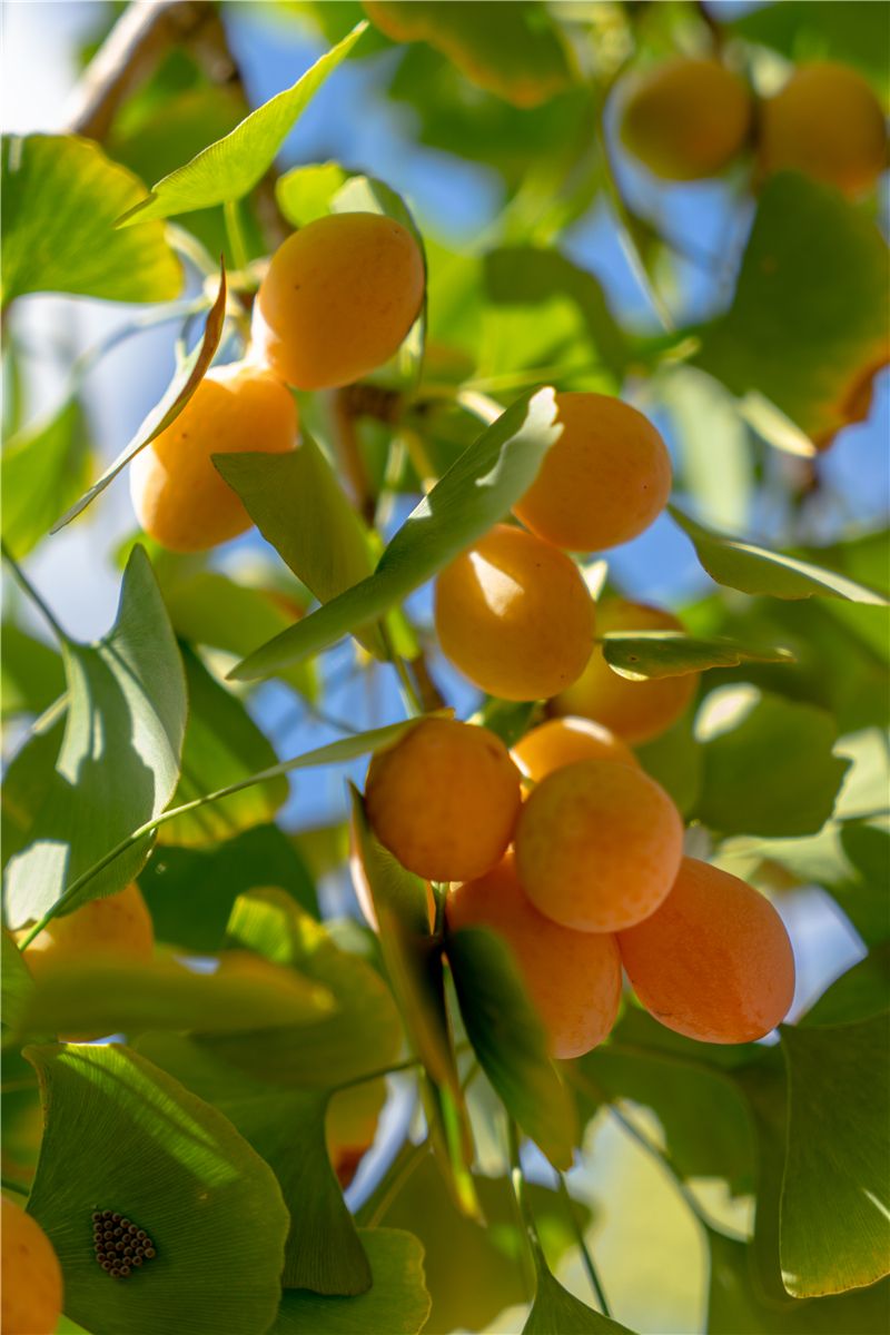 银杏树真实照片 果实图片