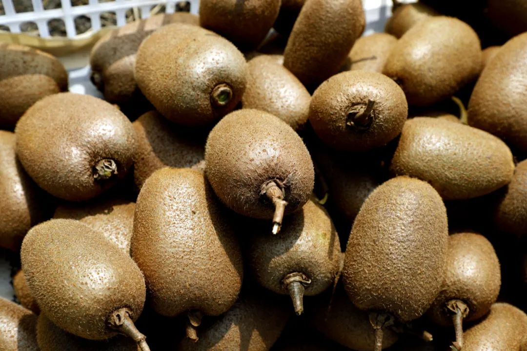 桃醉你心金山本地猕猴桃采摘正当时回头客达到95以上