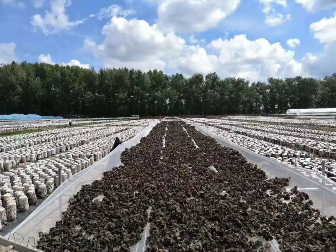 永安镇永安村黑木耳基地里,村民们凌晨四五点钟就开始忙碌了起来,他们