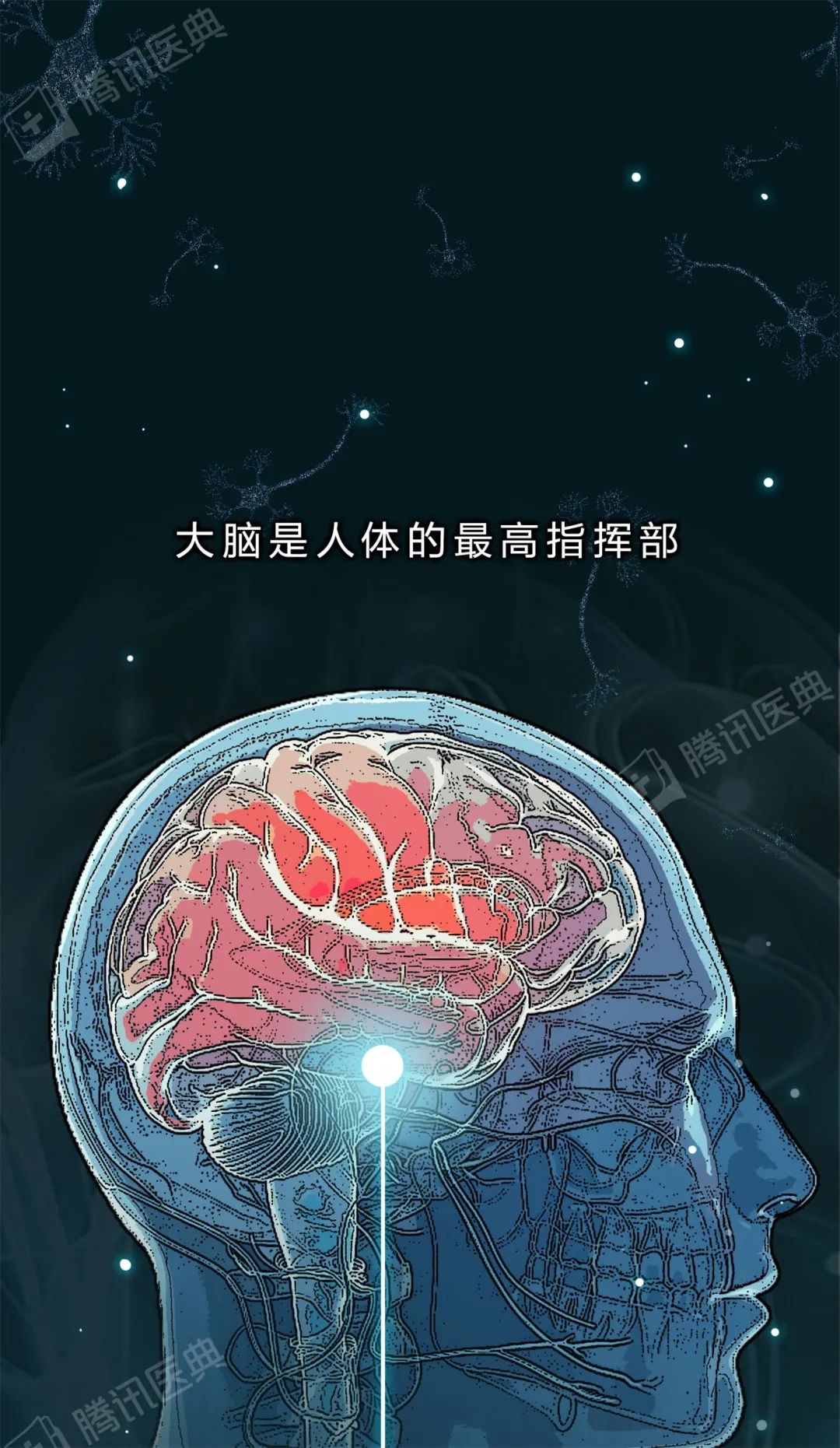 大脑里被称作"胶水"的细胞,关键时刻会"豁出命"救你
