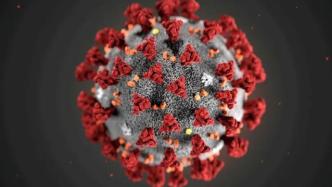 日本发现世界罕见的德尔塔病毒变异体