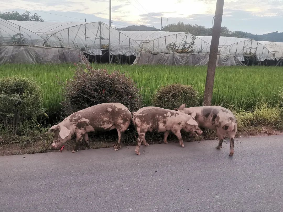 "二师兄"公路上狂奔 民警化身"赶猪达人"