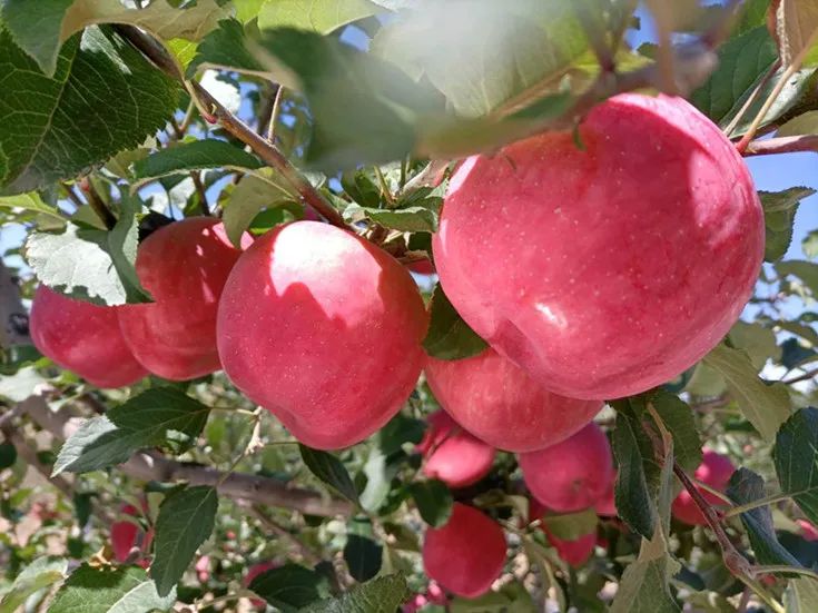 有陕西群众通过人民网"领导留言板"为延安苹果产业发展