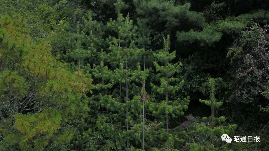 影像丨极度濒危物种巧家五针松