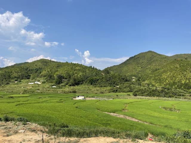 龍川縣麻布崗鎮大長沙村船坑小組撂荒耕地變希望田野