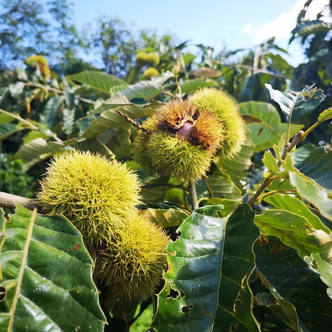 腾冲曲石栗子迎来丰硕的秋收