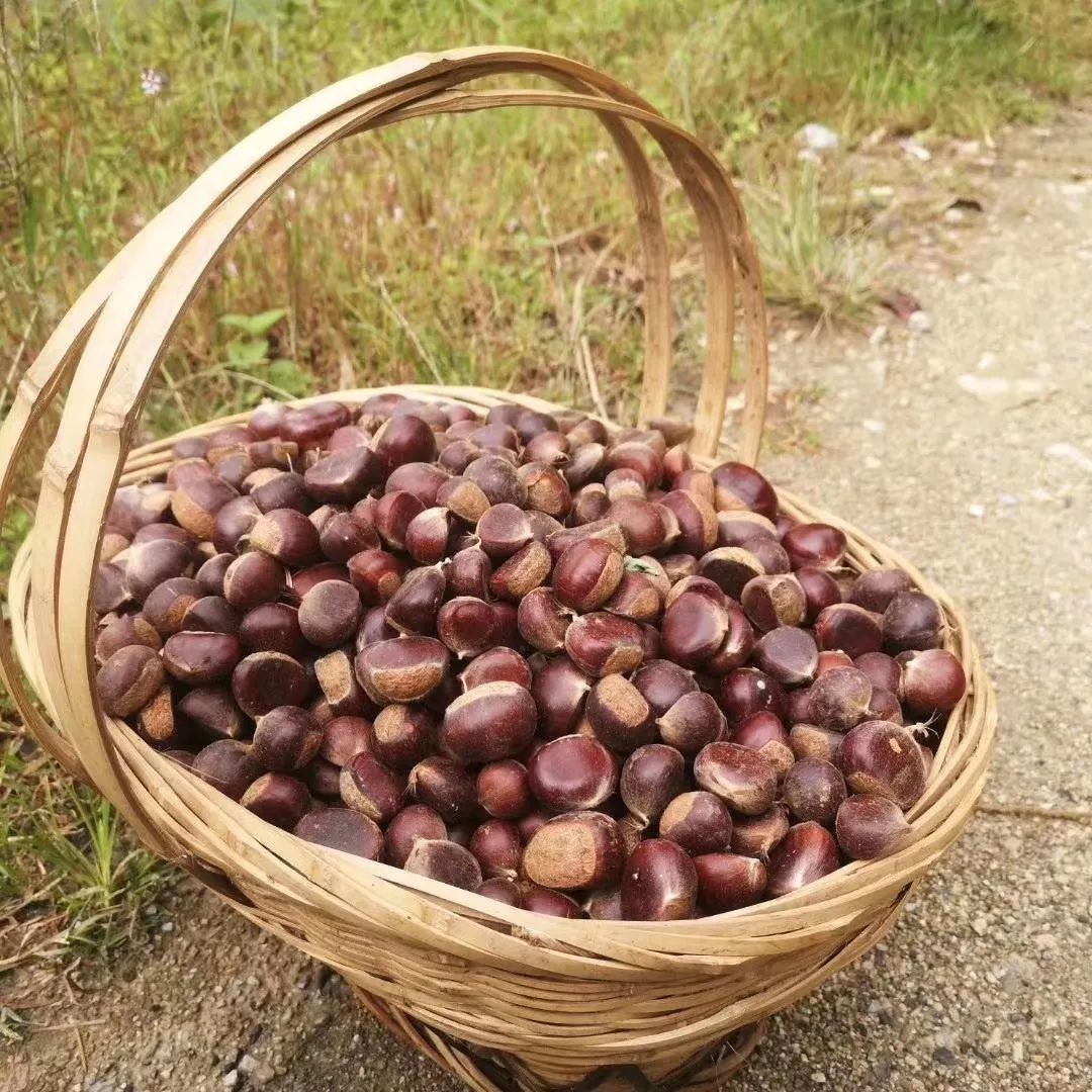 腾冲曲石栗子迎来丰硕的秋收