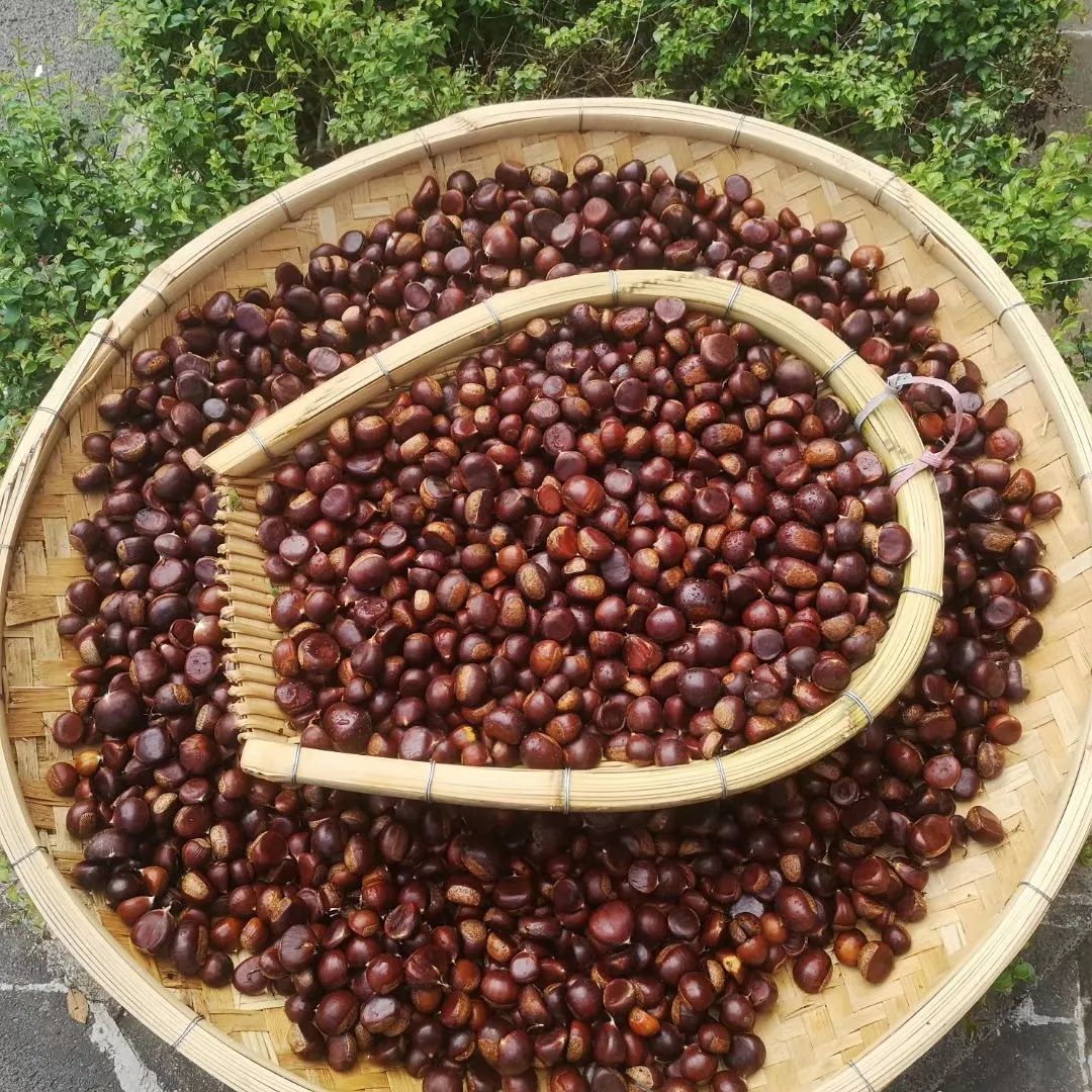 腾冲曲石栗子迎来丰硕的秋收