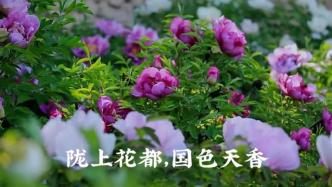 临洮 | 陇上花都，国色天香