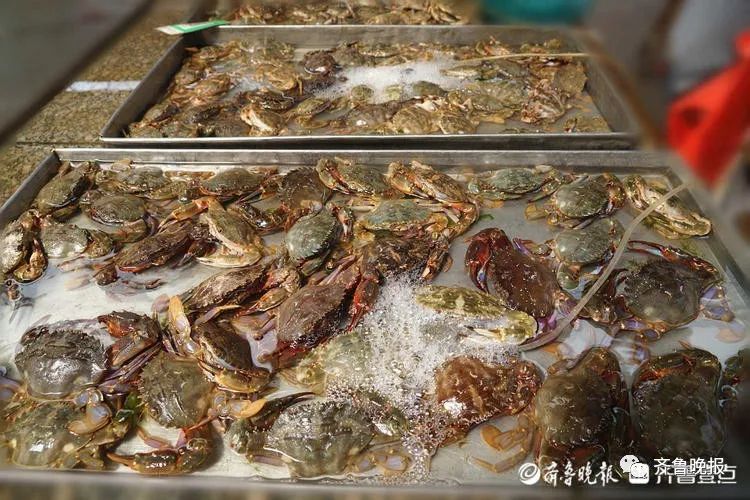 开海山东秋天的第一口海鲜一网兜上岸几分钟被抢空