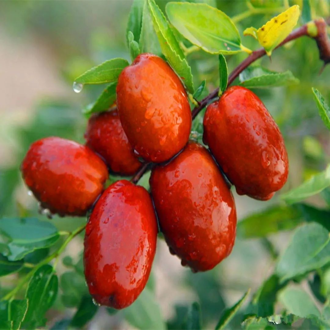 美文欣赏清涧红枣