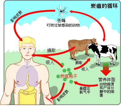 什么是炭疽如何防治