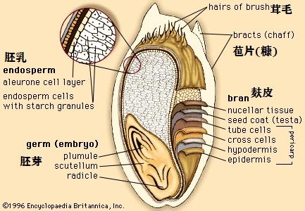 胚乳结构图片