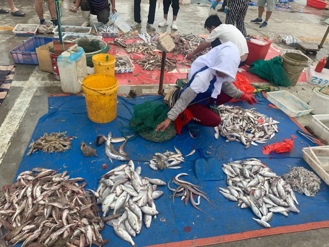 刚上岸的海鲜十分炫亮(鲜美),各类海鲜尽收眼底沙子口特有的蛎虾味美