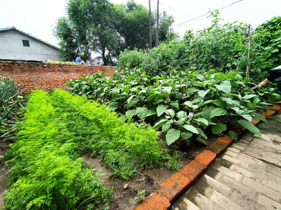 哈尔滨市妇联"巾帼生态小菜园"创建工作纪实(十七)丨香坊区妇联推进