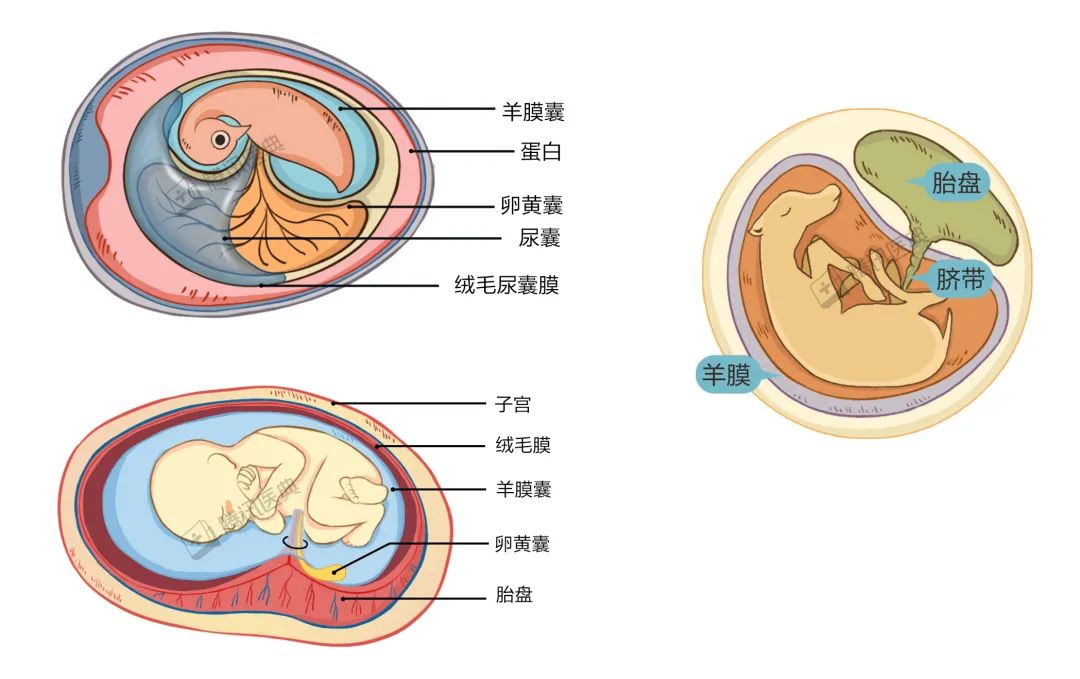 子宫胎盘羊水结构图图片