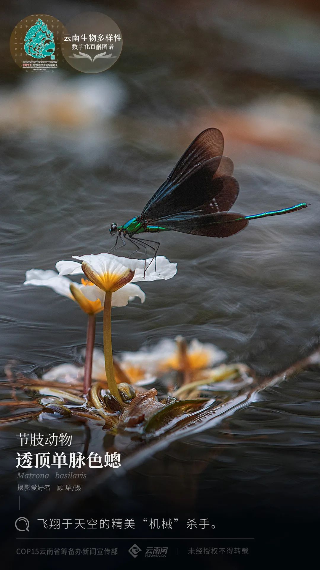 云南生物多样性数字化百科图谱节肢动物透顶单脉色蟌飞翔于天空的精美