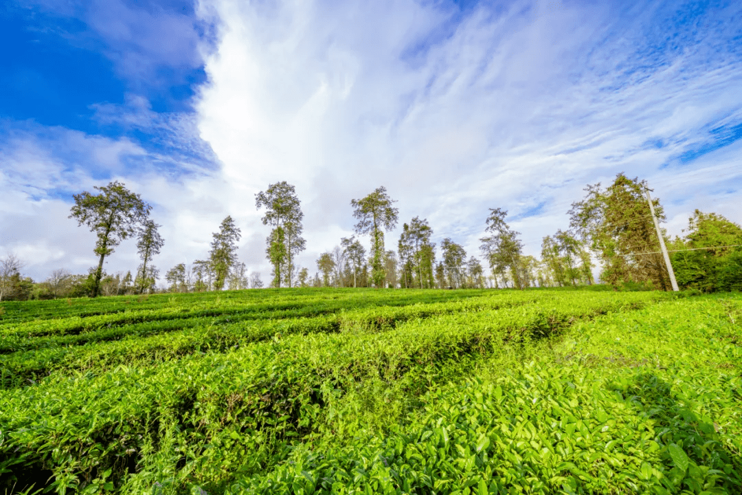 腾冲高黎贡山生态茶业:40年坚持做一杯放心好茶