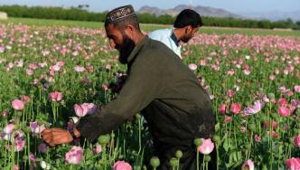 20年产量翻倍，阿富汗何以成为全球最大鸦片生产国