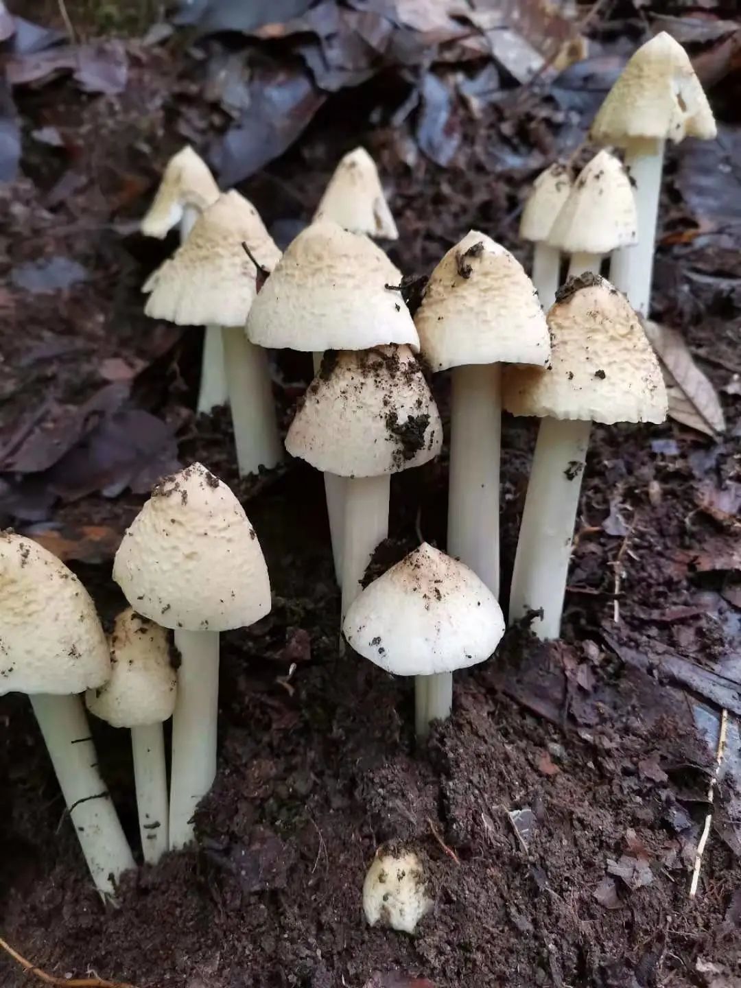 大山里的鸡枞腾冲人舌尖上的宝藏