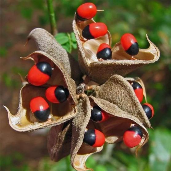 警惕这种花有毒别乱碰别乱吃赶紧告诉家里人